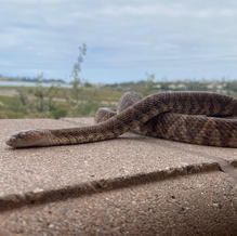 Brown snake on a concrete surface with blurred background of a body of water and overcast sky.