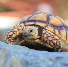 Yellow and brown tortoise on a blue rock, looking forward.