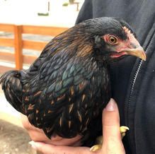 Black hen with iridescent green feathers held in a person's hand.