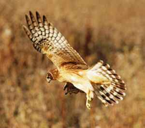 Hawk in flight with outstretched wings, brown and white plumage against a blurred brown background.
