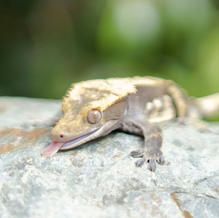 Crested gecko with tongue out, resting on a gray rock, blurred green background.