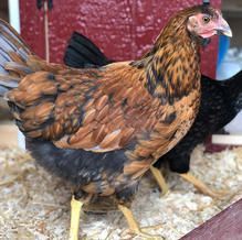 Brown and black chicken standing in front of a black chicken, inside a coop.