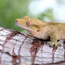 Tan crested gecko with orange eyes perched on a textured branch, with a blurred green background.