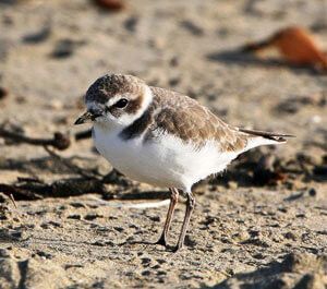Small bird with brown and white plumage standing on sand.