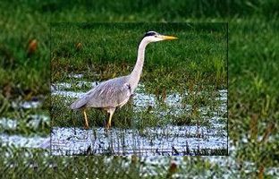 Grey heron standing in shallow water, green marsh background.