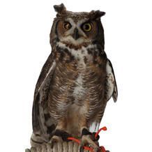 An owl with brown and white feathers perches on a wooden surface with red leashes.