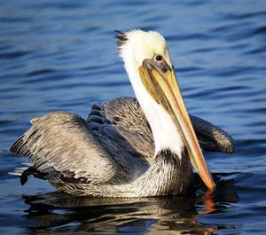 Brown pelican on water, white head, brown beak dipping into the blue water.
