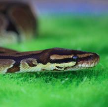Brown and tan snake head on green surface, looking right.