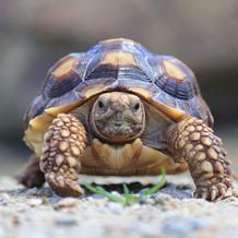 Tortoise with brown and yellow shell, facing forward, on sandy ground.