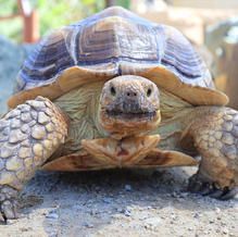 Large tortoise with brown shell, looking forward.