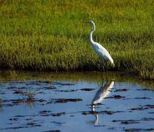 White egret standing in water, with reflection visible; green grass in the background.