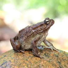 Brown toad with bumpy skin perched on a rock, with a blurred green background.