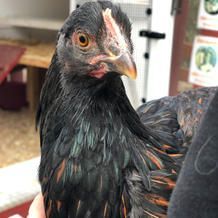 Black chicken with orange eyes and beak, held in a person's hand, looking toward the camera.