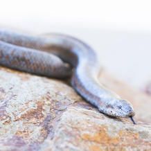 Snake on a rock, gray scales, black tongue sticking out, natural sunlight.