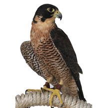 Peregrine falcon perched on rope, brown and black feathers, black head, yellow feet.