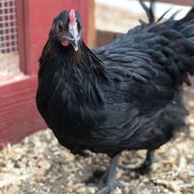 Black chicken standing on wood shavings near a red coop.