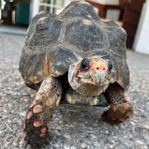 Red-footed tortoise with dark shell and reddish-orange face, walking on a textured surface.