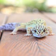Leopard gecko on wooden planks, yellow body with black spots, purple tail, looking towards camera.