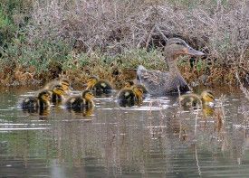 Duck and ducklings swimming in a pond near marshy vegetation.