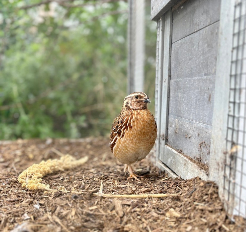 Small brown bird standing beside a gray coop door on wood chips outdoors