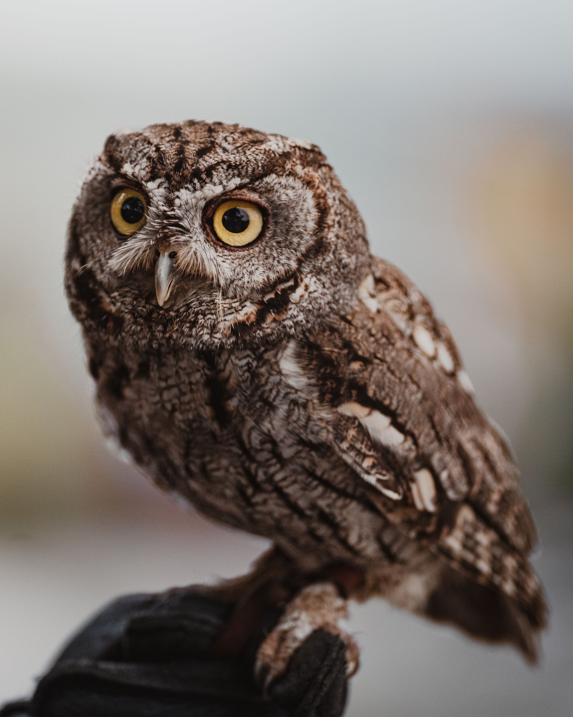 Brown owl with large yellow eyes perched on a gloved hand.