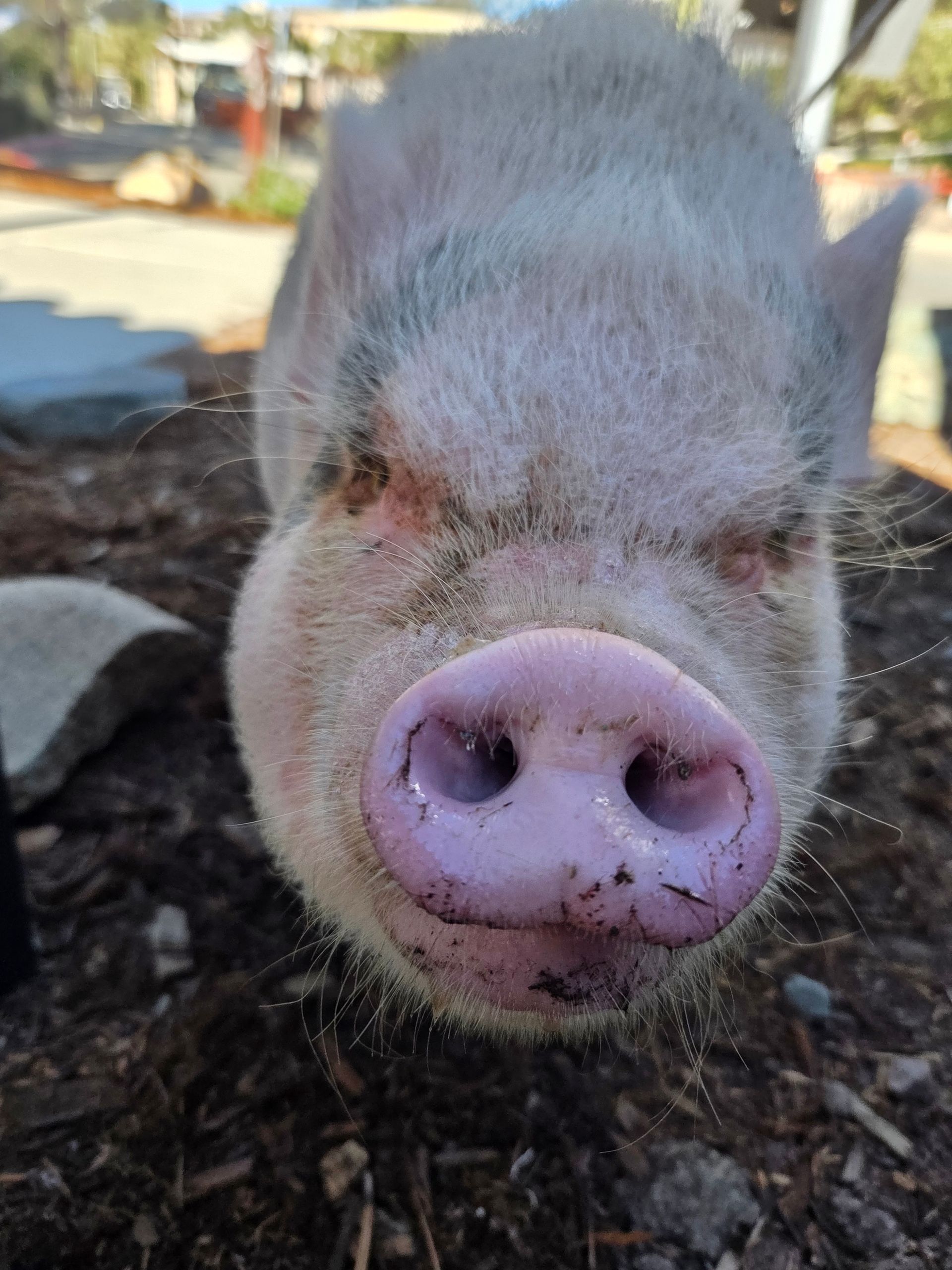 Pink piglet in dirt yard, near a red and white playhouse.