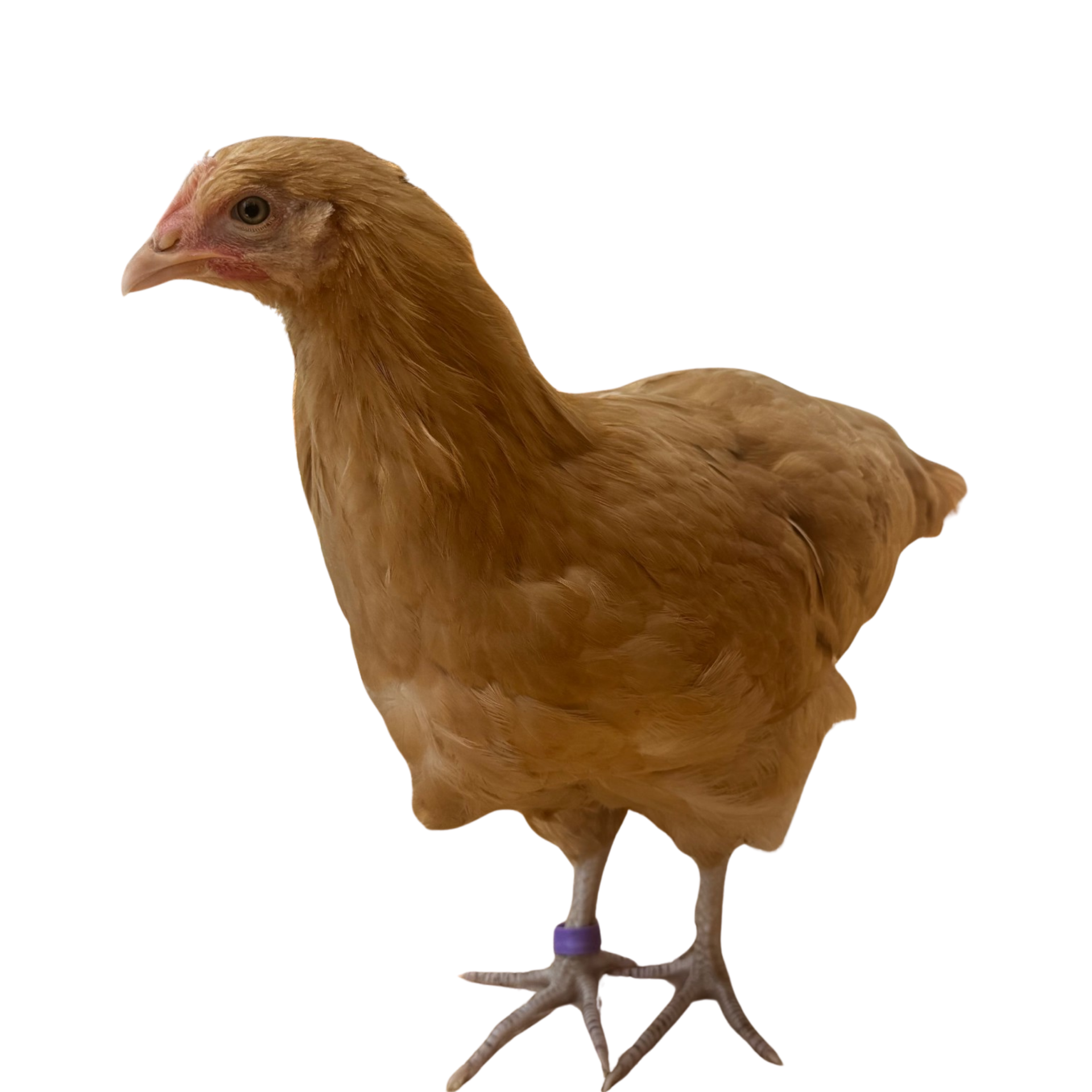 Brown chicken standing on white background, wearing a purple leg band