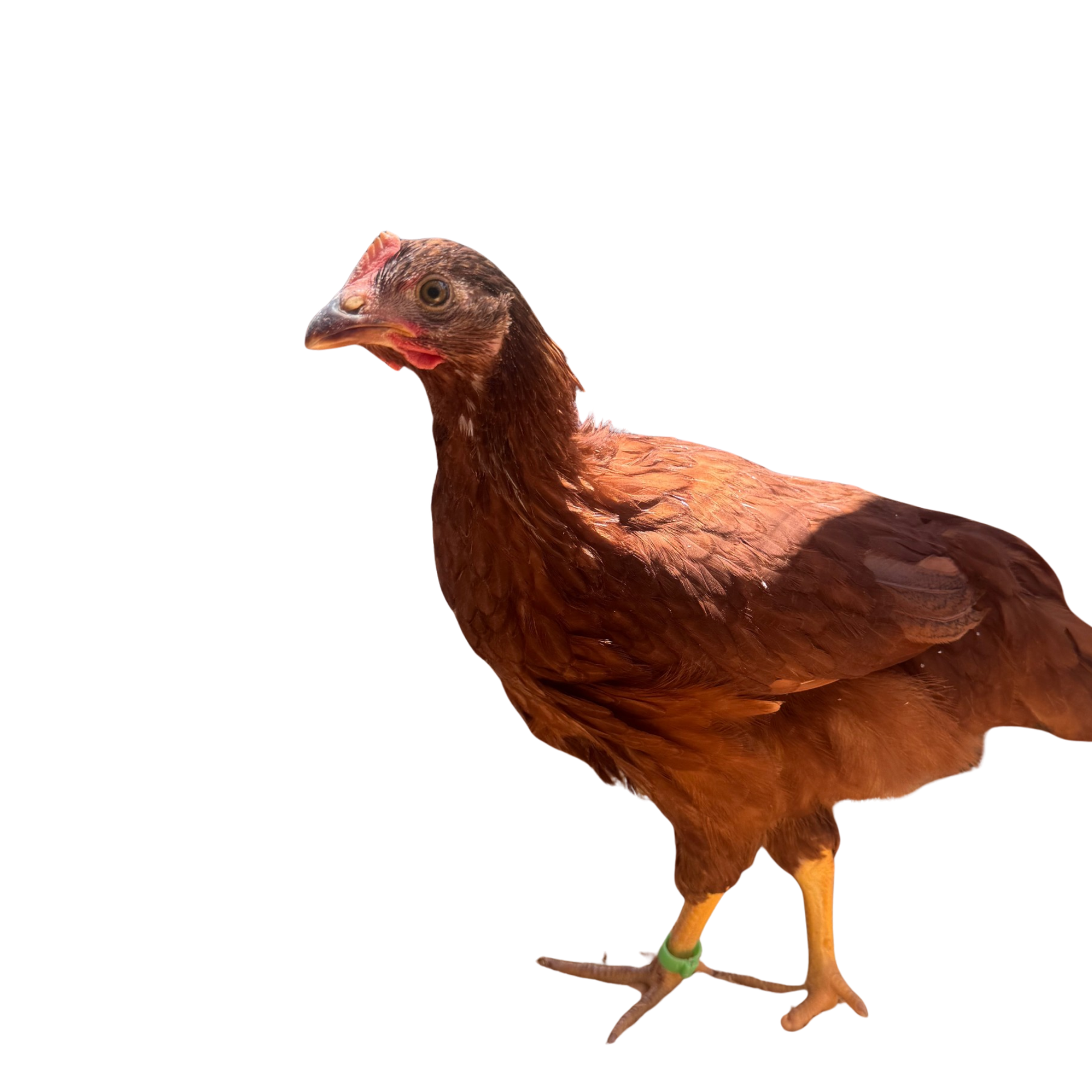 Brown chicken standing on a white background, wearing a green leg band