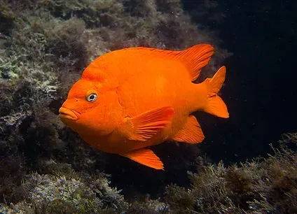 Bright orange Garibaldi fish swimming near dark underwater rocks.