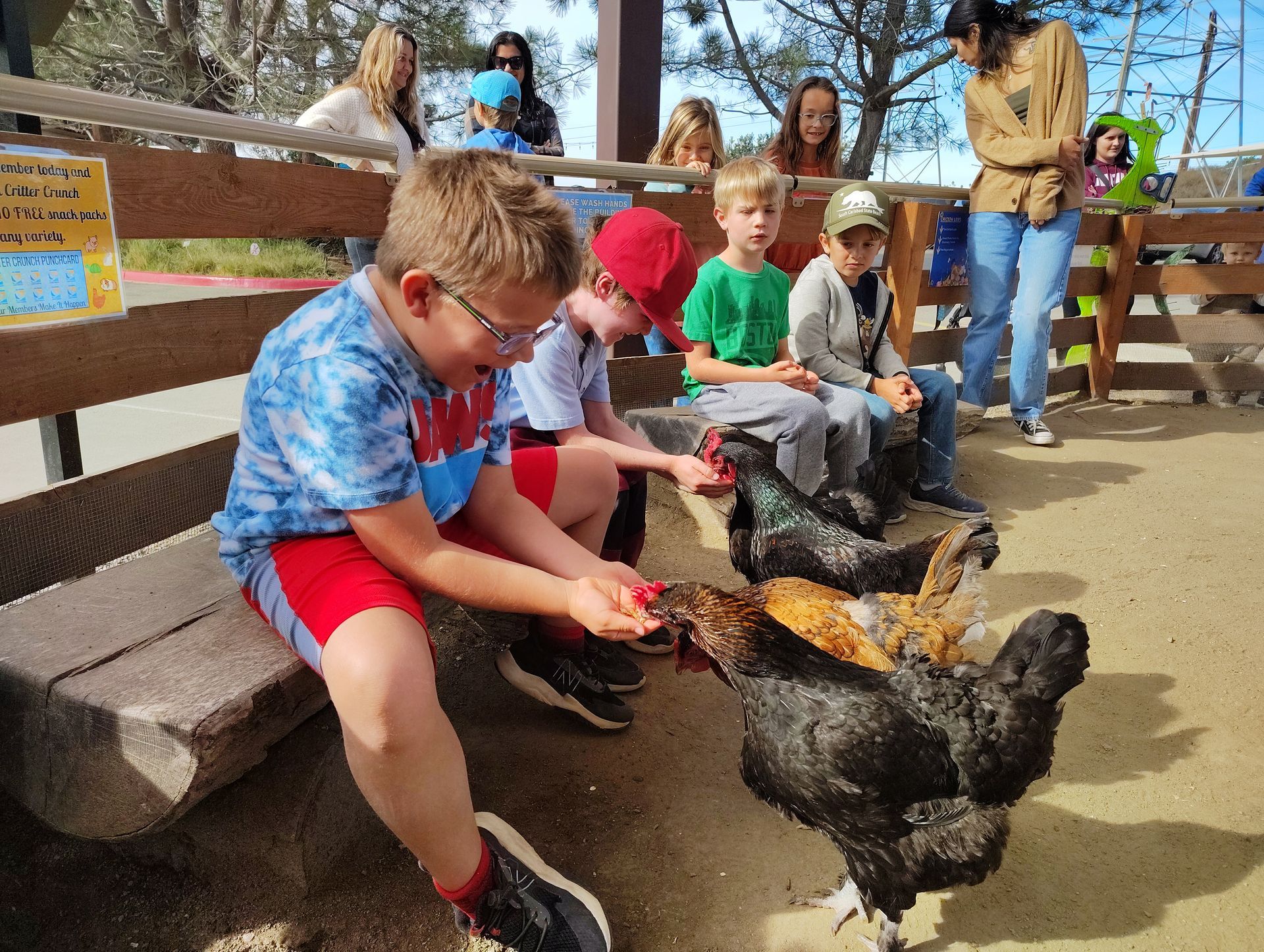 Children feeding chickens in an outdoor pen; other people watch from behind a fence.