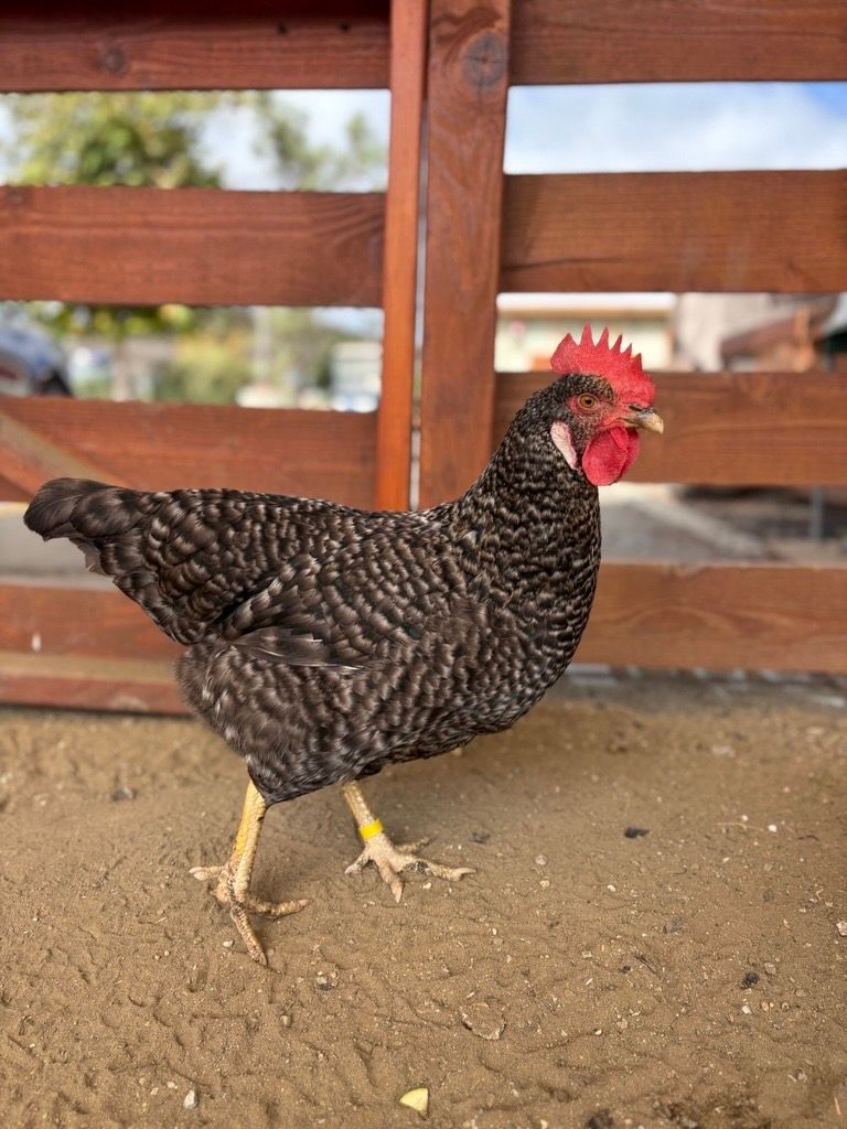 Speckled chicken with a red comb and wattle standing near a brown wooden fence on sand.