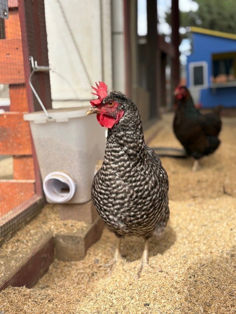 Chicken with black and white speckled feathers stands by a feeder. Another chicken is in the background.