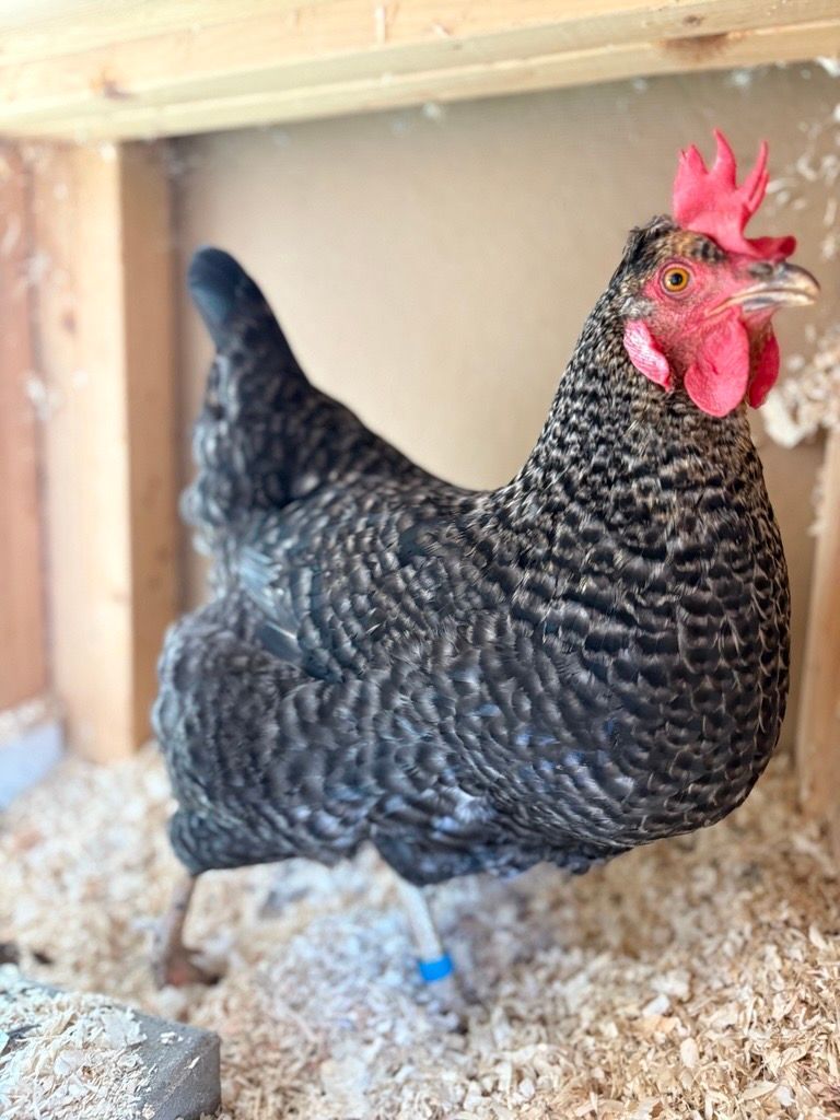 Speckled hen with red comb and wattle standing in a coop with wood shavings.