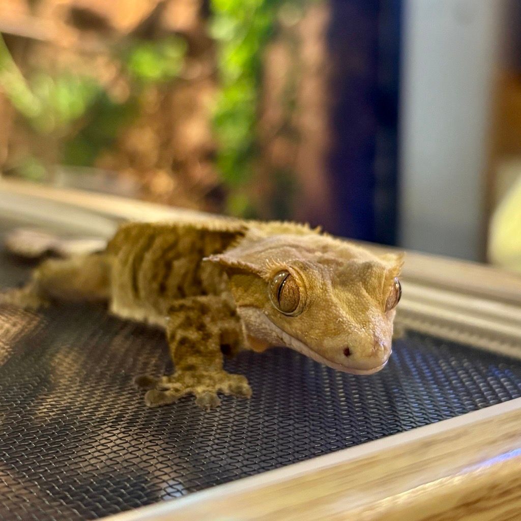 Crested gecko with yellowish and brown markings on a screen-covered surface, looking at the camera.