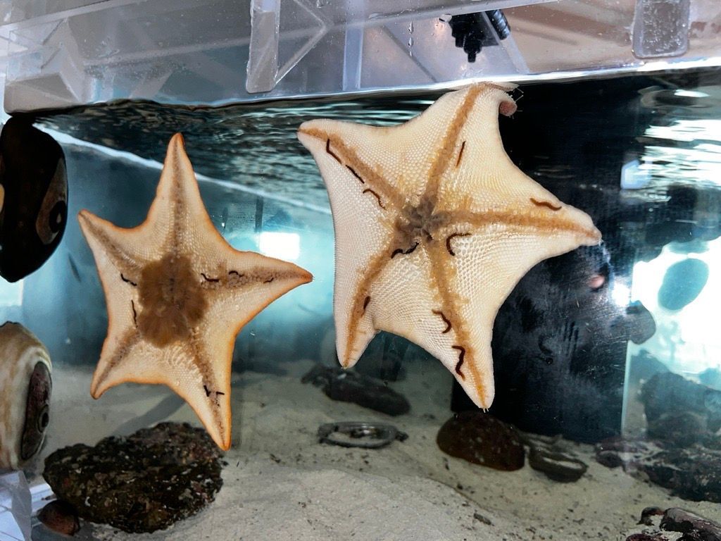 Two starfish with tan and brown markings in an aquarium.