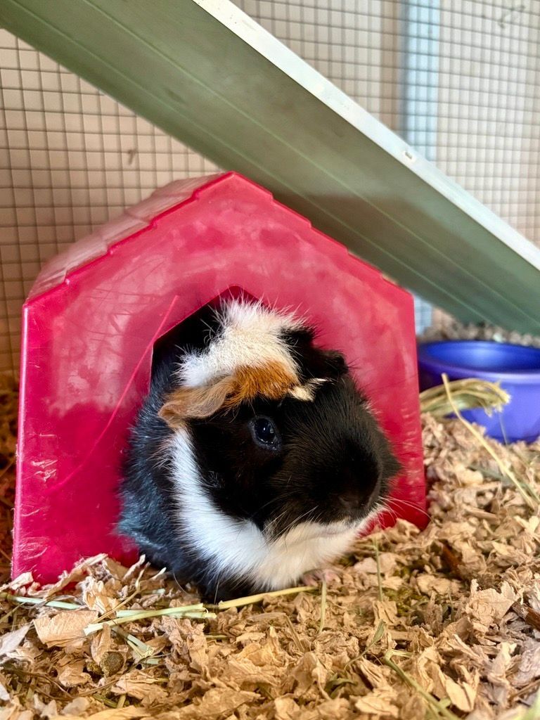 Guinea pig with black, white, and brown markings, peeking out of a red plastic house in a cage.