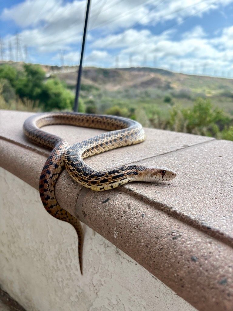 Snake on a concrete ledge with a scenic hillside background under a partly cloudy sky.