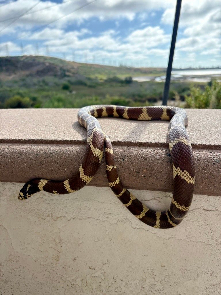 California Kingsnake on a wall, brown and yellow bands, outdoor setting.