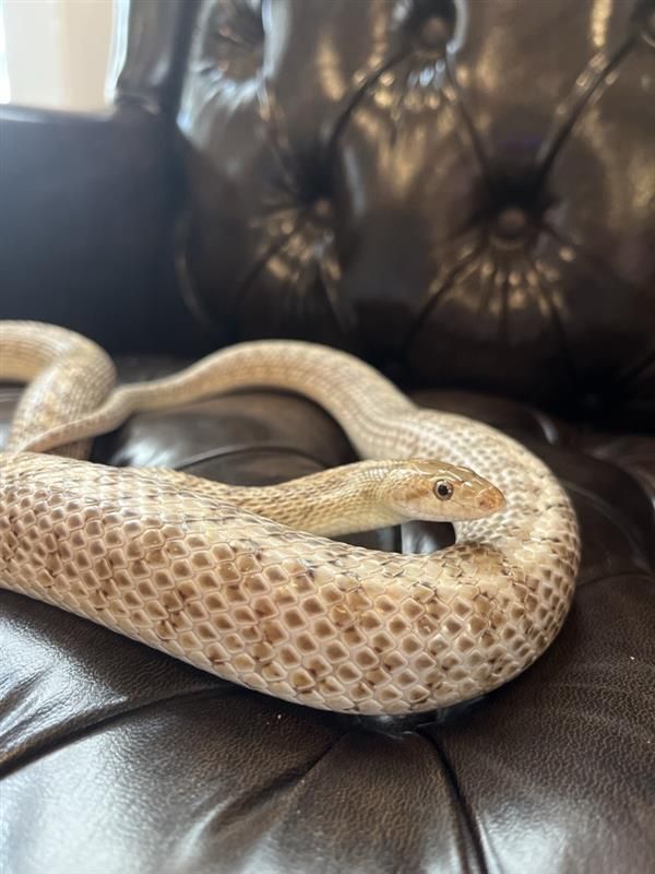 Tan snake with patterned scales rests on a dark brown, leather tufted couch.