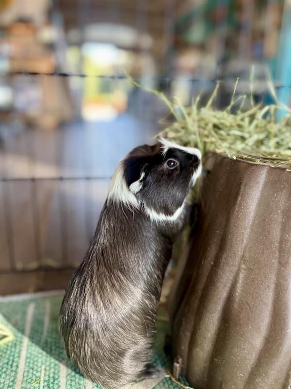 Guinea pig with black and white fur, standing next to a brown, hay-filled tree trunk, inside a cage.