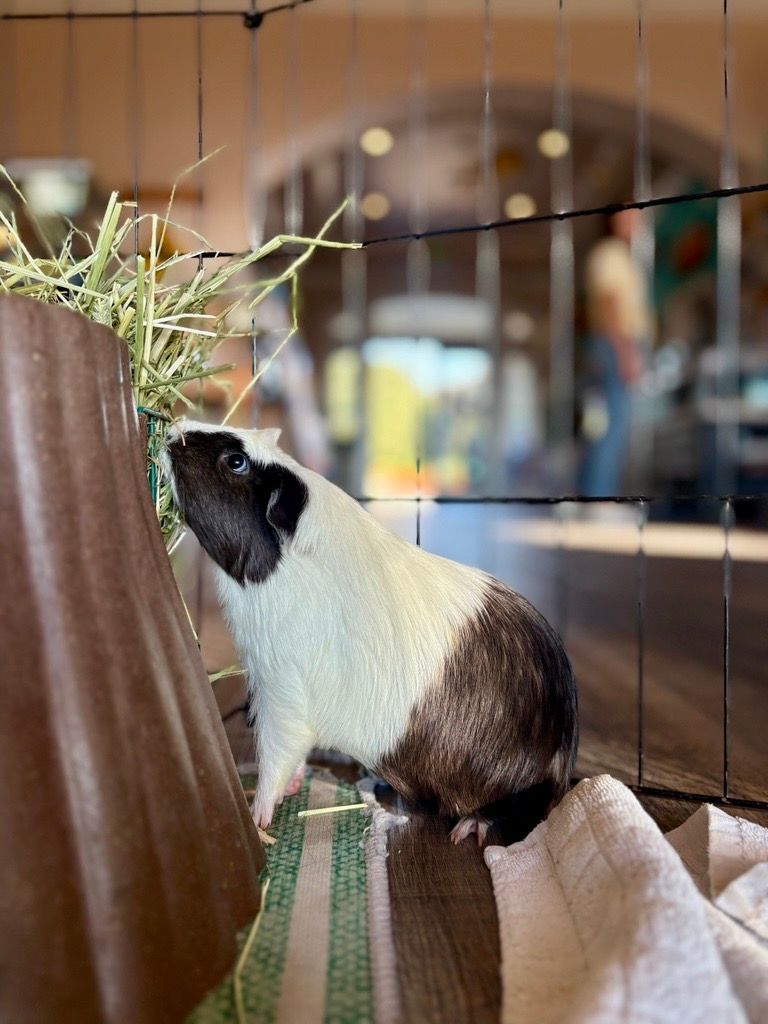 Guinea pig with black and white fur eating hay in an enclosure with a blurred background.