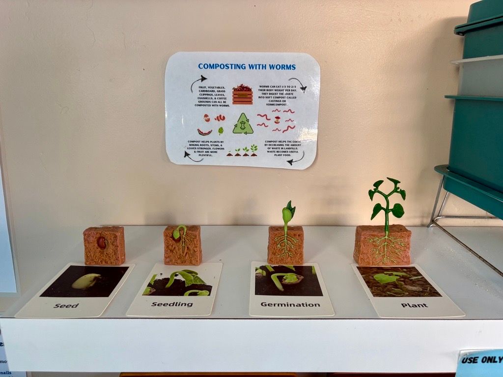 Plant growth stages displayed with a poster, cubes with plants, and cards on a white shelf.