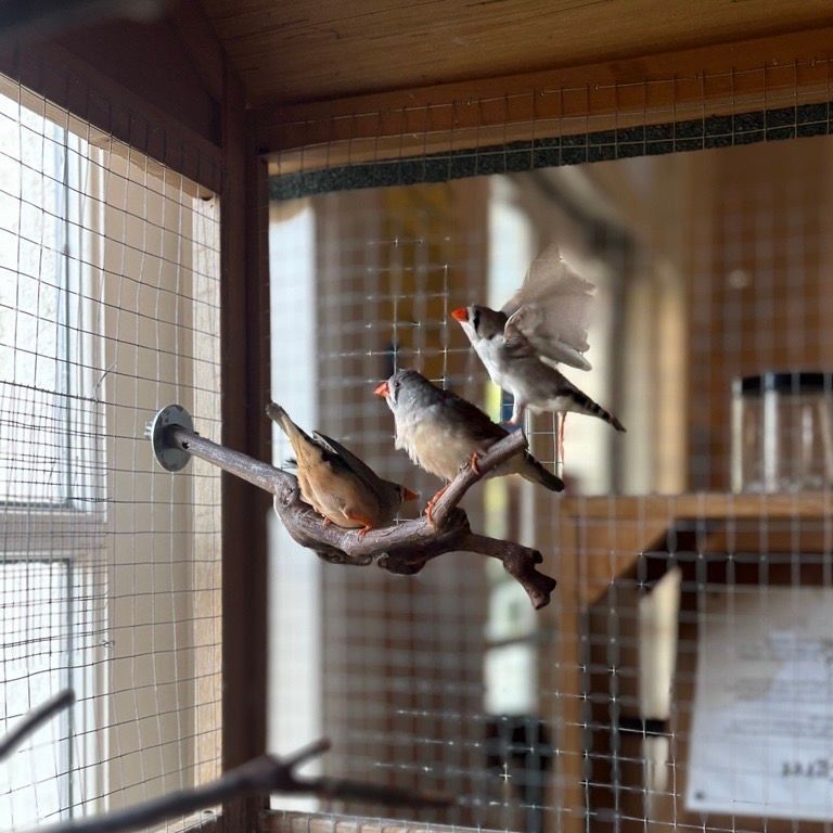 Three zebra finches perched on a branch in a cage, one flapping its wings.