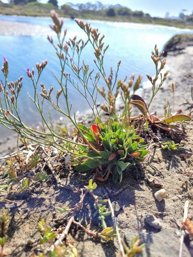 Coastal plant with green leaves and small purple flowers near a river.