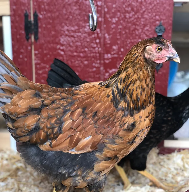 A speckled brown chicken with black accents stands in front of a red coop, another black chicken in the background.