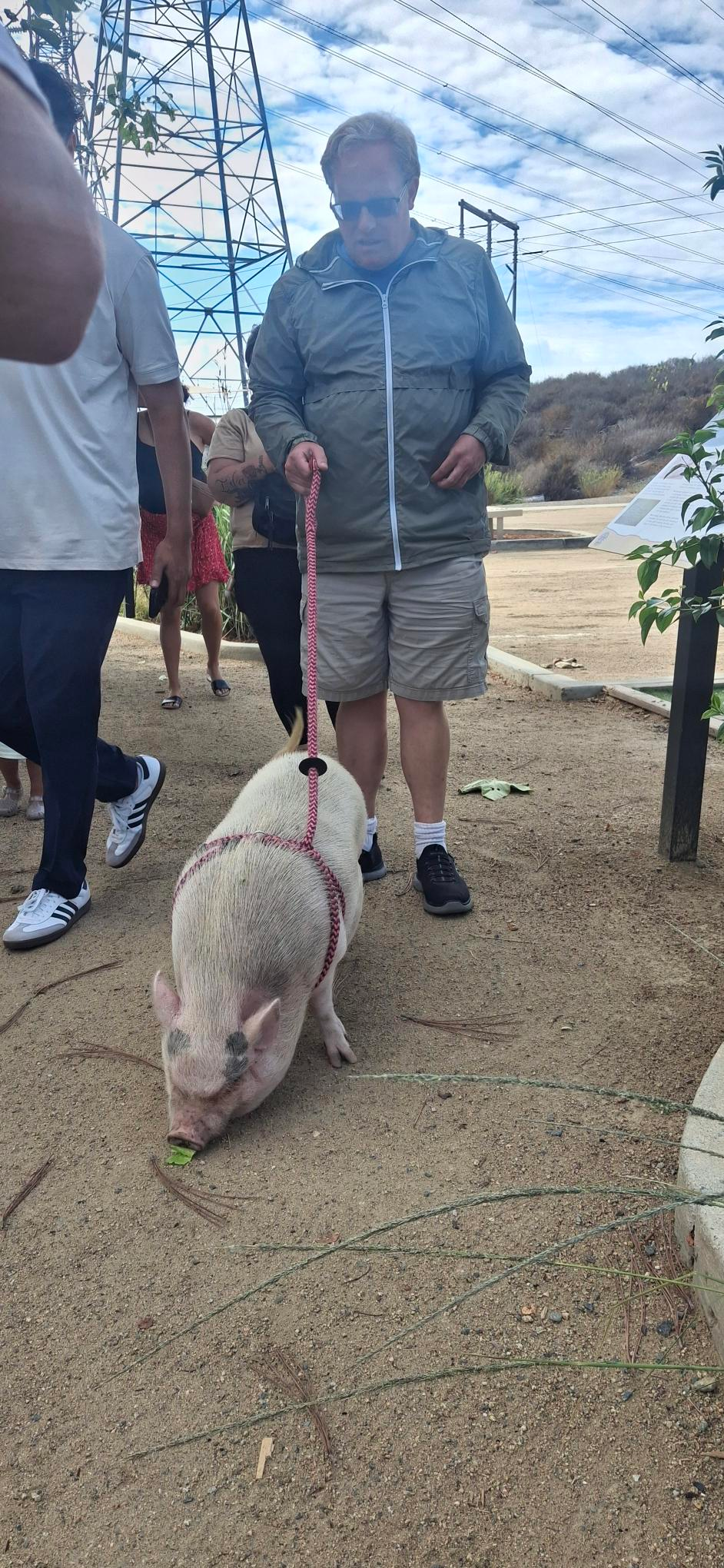 Man walking a pig on a leash outdoors. The pig is foraging on the ground. Other people are nearby.