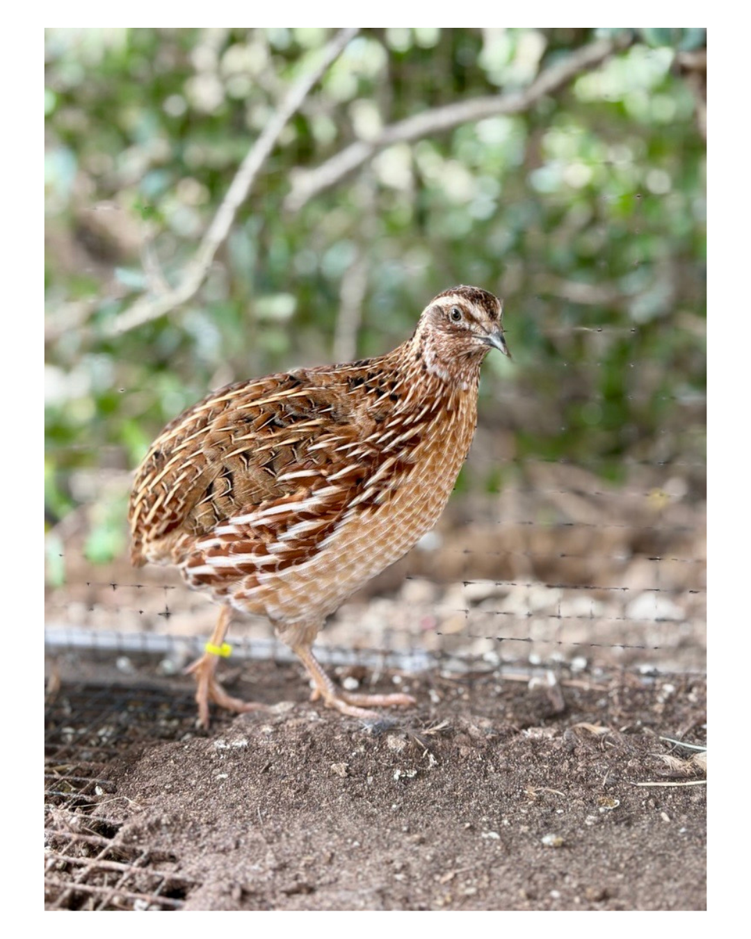 Brown quail standing on dirt, with green foliage blurred in the background.