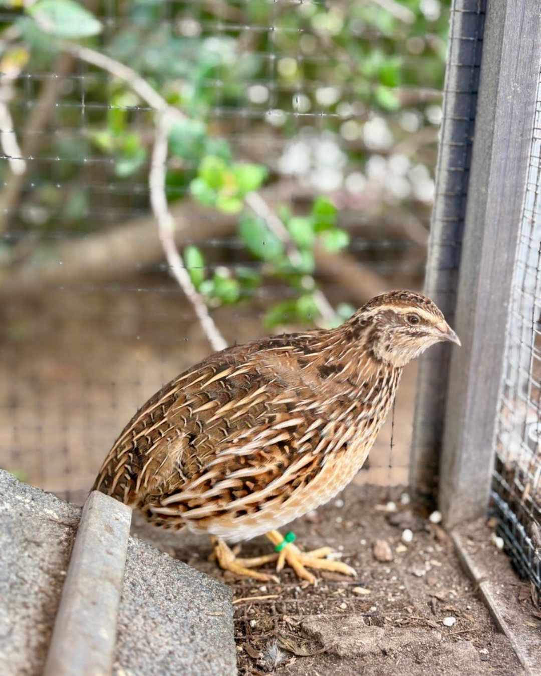 Small brown bird standing on dirt beside a wire fence, with blurred greenery in the background