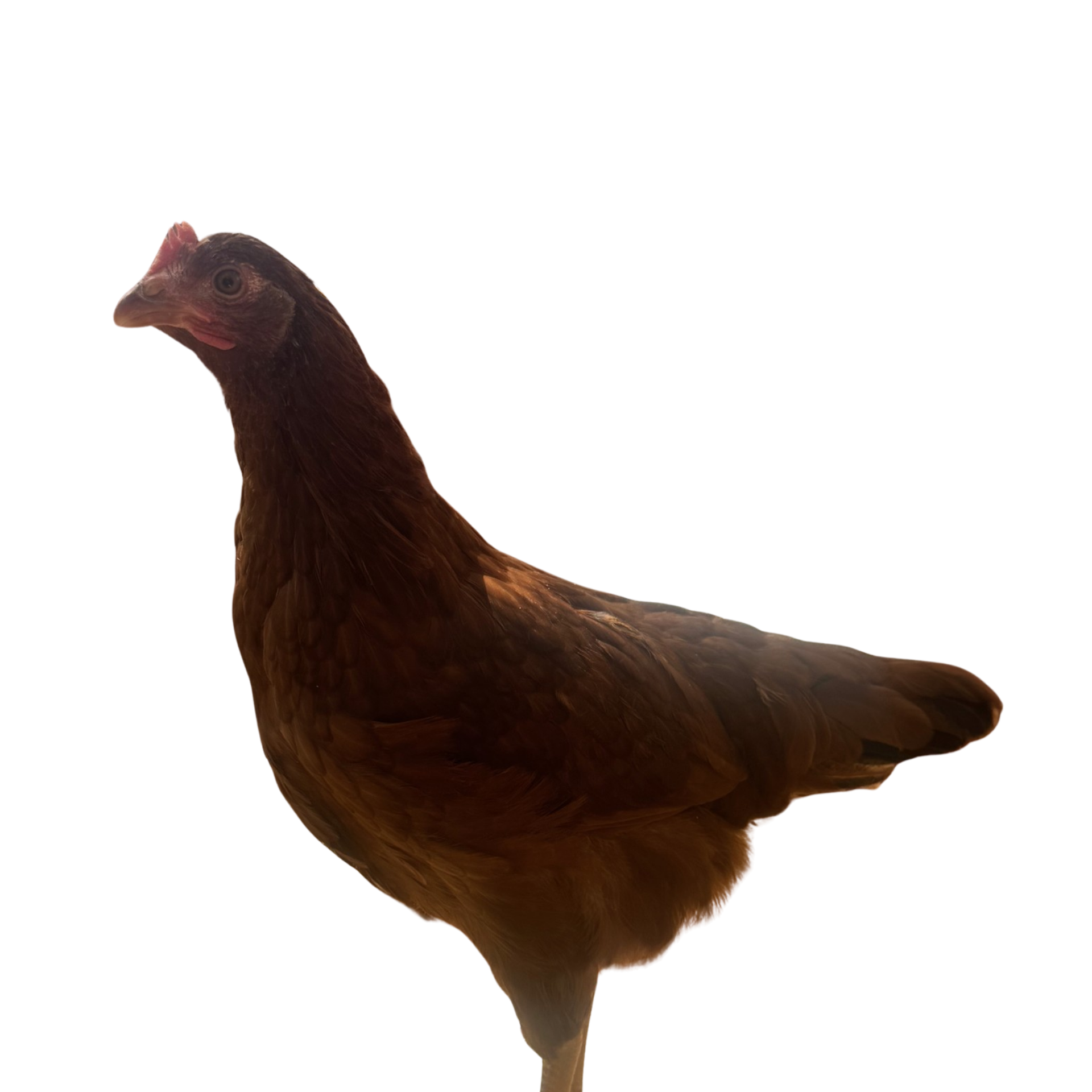 Brown chicken in side profile on a plain white background