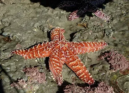 Orange starfish on a muddy surface, with a dark starfish in the background.
